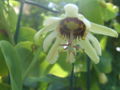 Passiflora yucatanensis