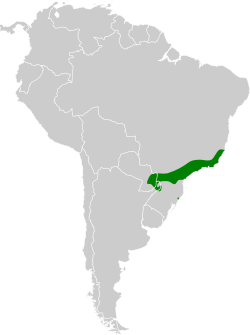 Distribución geográfica del picoplano alirrufo.