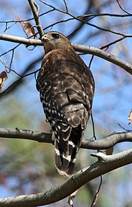 Ruĝaŝultra buteo en Dunwoody, GA, 2008