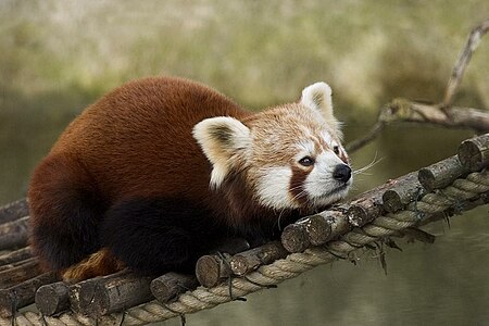 Küçük panda (Ailurus fulgens) (Üreten: Baerni)