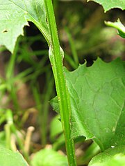 茎に葉柄から流れた狭い翼がある。<