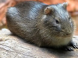 Alföldi tengerimalac (Cavia aperea)