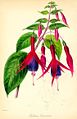 Fuchsia × exoniensis