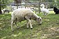 Canadian Arcott Sheep