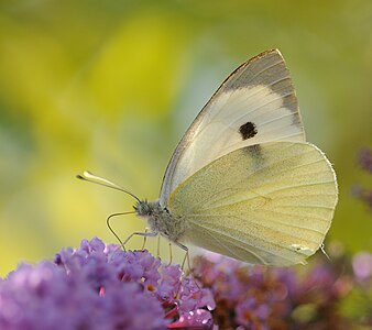 Pieris brassicae (Large White)