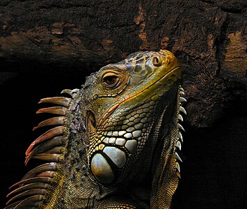 Iguana iguana (Green Iguana)