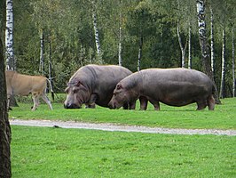 Nijlpaarden in het safaripark