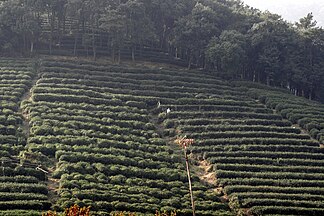 Dragon Well tea, China