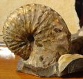 Discoscaphites conradi