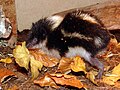 highland streaked tenrec