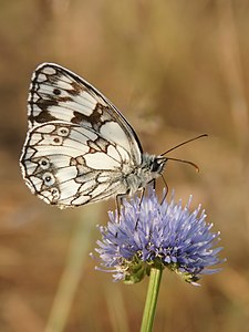 Melanargia galathea (Marbled White)