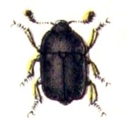 Meligethes atratus.