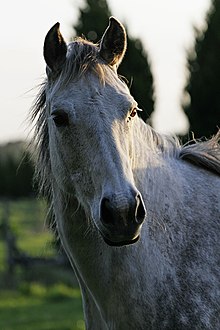 Tête d'un cheval gris sur fond de végétation.