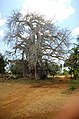 Cây bao báp ở Zanzibar