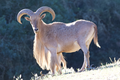 Barbary sheep