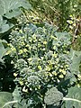 Broccoli in flower