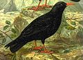 Italiano: Gracchio corallino Pyrrhocorax pyrrhocorax