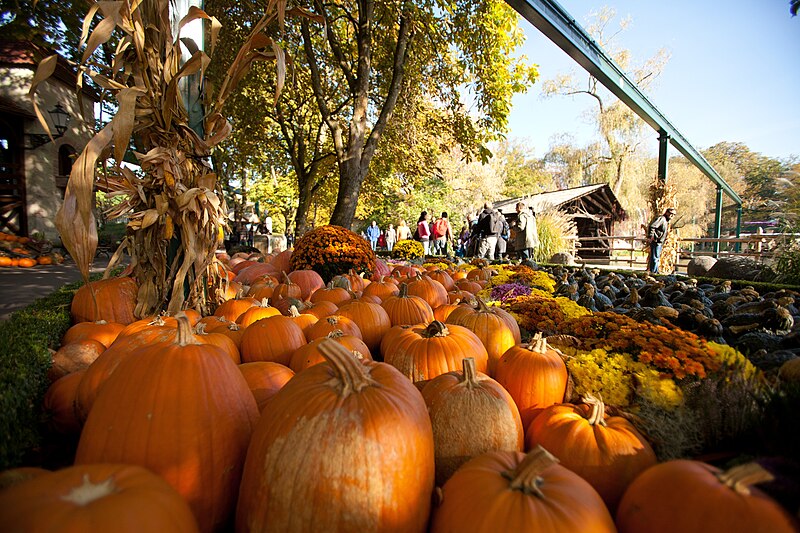 File:EP11 Halloween Kuerbis 06.jpg