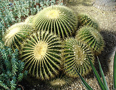 Biznaga (Kroenleinia grusonii), en Metztitlán.