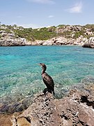 El cormorán de Binidalí.jpg