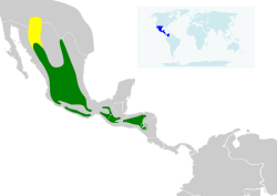 Distribución geográfica del colibrí magnífico