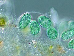 Glaucocystis (Glaucophyta)