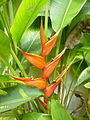 Helikonien (Heliconia)