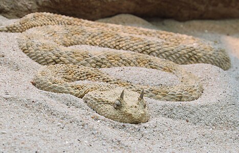 Cerastes cerastes (Saharan Horned Viper)