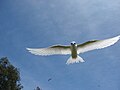 Midway Atoll, Hawaii