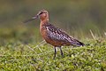 Limosa lapponica