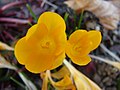 安卡拉藏红花（英语：Crocus ancyrensis）（摘自安卡拉）