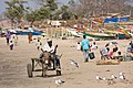 Image 7A donkey cart at a beach in The Gambia