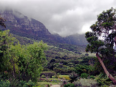 Rasperkant van Tafelberg sigbaar in die agtergrond