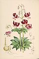 Lilium martagon