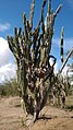 Cereus jamacaru