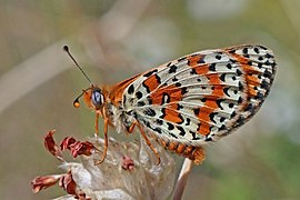 Spotted fritillary (Melitaea didyma) underside Macedonia