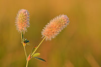 Wuchacowa źiśelina (Trifolium arvense)