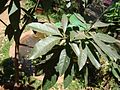 Mahua Tree in Thrissur, Kerala, India