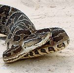 Un redoutable yarará grande ou víbora de la cruz (Bothrops alternatus)