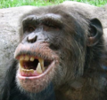 Un chimpanze ostentante su dentes.