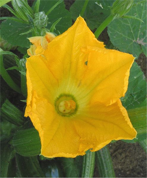 File:Cougette male flower.jpg