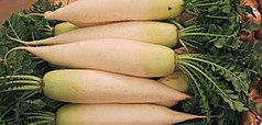 Description de l'image Daikon.Japan.jpg.