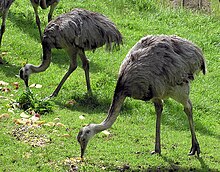 Groupe de nandous (Rhea americana)