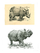 Rhinoceros. Hommage à Dürer. Lijnets, chine collé. Bovendeel naar houtsnede van Albrecht Dürer uit 1515. 1990/2006