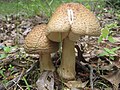 Amanita amerirubescens, nom. prov.