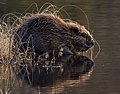 Eurasian beaver