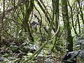 Bwindi Nemzeti Park, Uganda]]