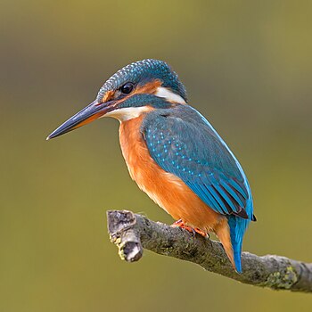 Common kingfisher