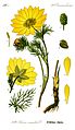 Adonis vernalis plate 237 in: Otto Wilhelm Thomé: Flora von Deutschland, Österreich u.d. Schweiz, Gera (1885) (modified)