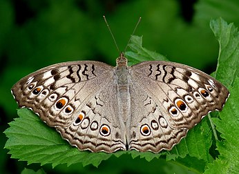 Junonia atlites, nymphalidé du sud de l'Asie. (définition réelle 1 964 × 1 429)